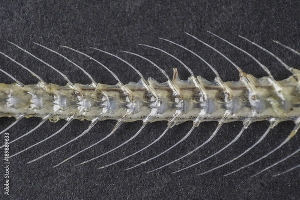 Obraz Fishbone macro on black background