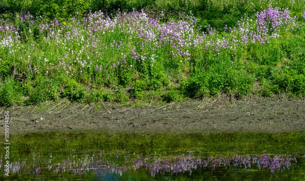 Fototapeta 694-22 Dames Rocket