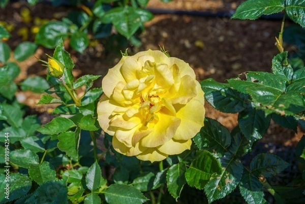 Obraz 満開に咲く黄色いバラと瑞々しい緑の葉 自然の美しさ