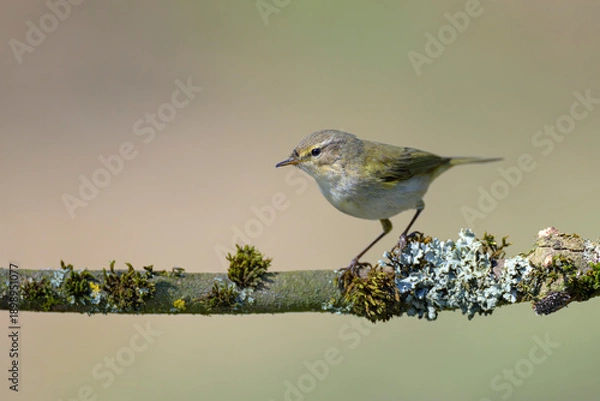 Obraz Fitis willow warbler  Phylloscopus trochilus