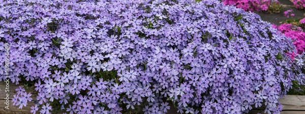 Obraz こんもりと咲いた紫色のシバザクラのグラフィック素材