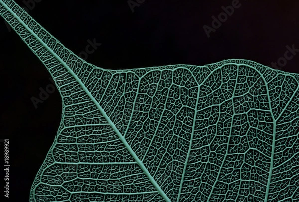 Obraz scheletro di foglia