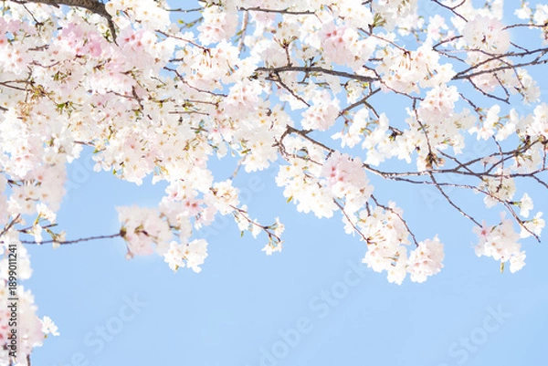 Obraz 카피공간이 있는 하늘과 만발한 벚꽃나무