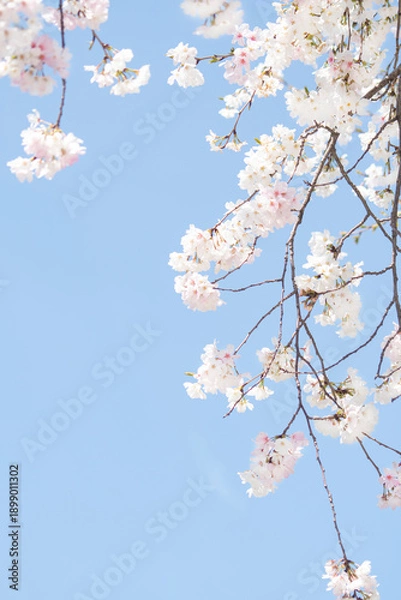 Obraz 카피공간이 있는 하늘과 만발한 벚꽃나무