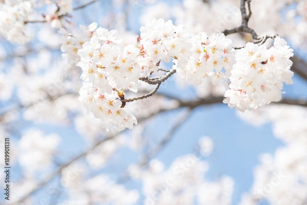 Obraz 카피공간이 있는 하늘과 만발한 벚꽃나무