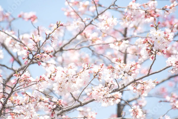 Obraz 카피공간이 있는 하늘과 만발한 벚꽃나무