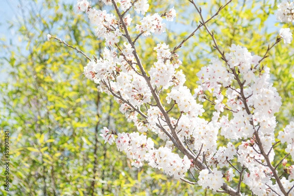 Obraz 카피공간이 있는 하늘과 만발한 벚꽃나무