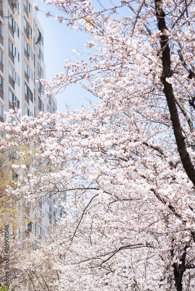 Obraz 도심속에 만발한 벚꽃나무