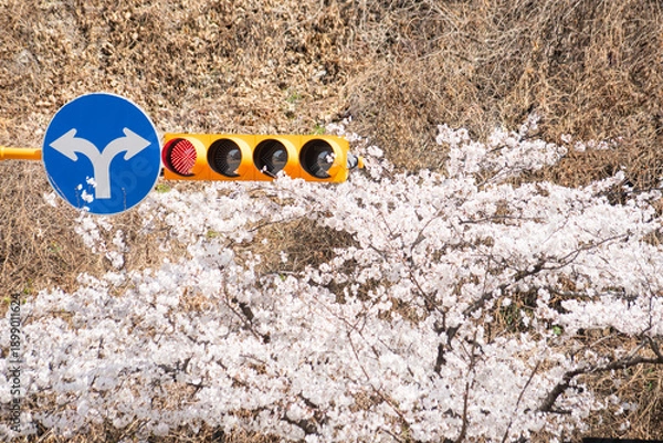 Obraz 신호등과 만발한 벚꽃나무