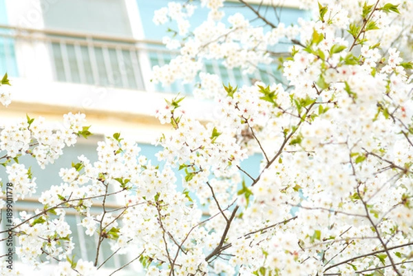 Obraz 도심속에 만발한 벚꽃나무