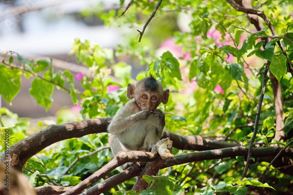 Fototapeta 可愛いサル