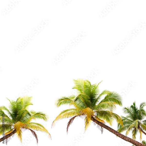 Fototapeta Coconut palm trees frame isolated on white background.