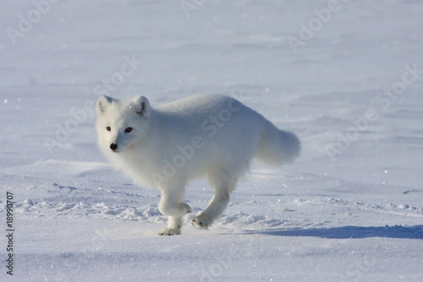 Obraz Arctic fox