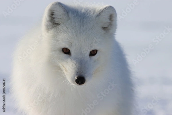 Obraz Arctic fox