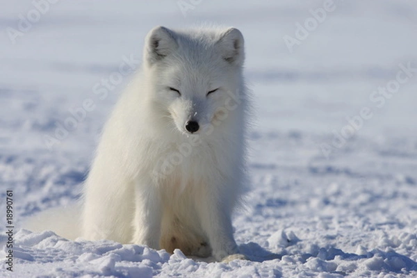 Obraz Arctic fox