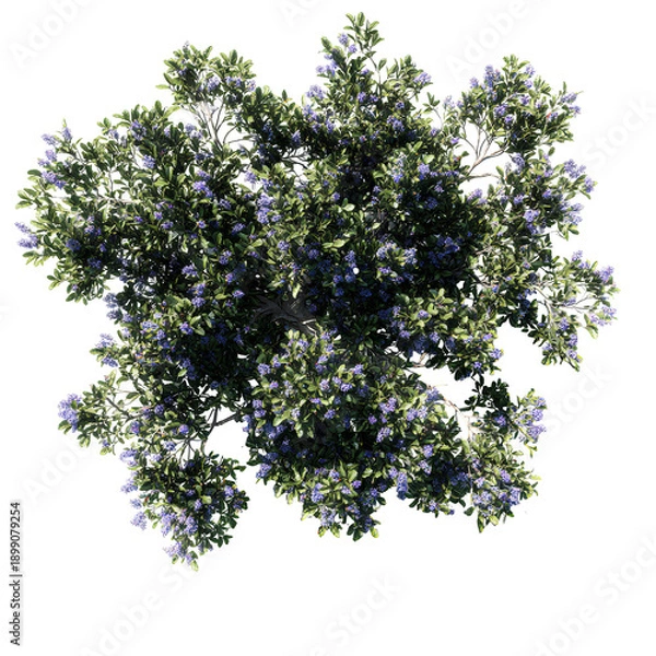 Obraz tree isolated on transparent, tree on white background