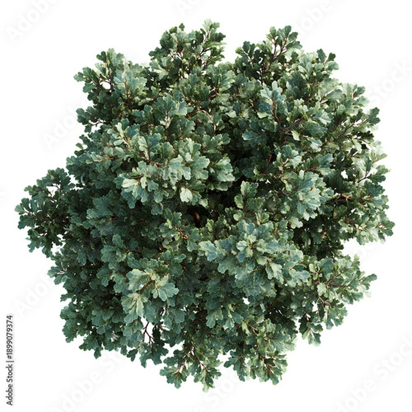 Obraz a beautiful plant