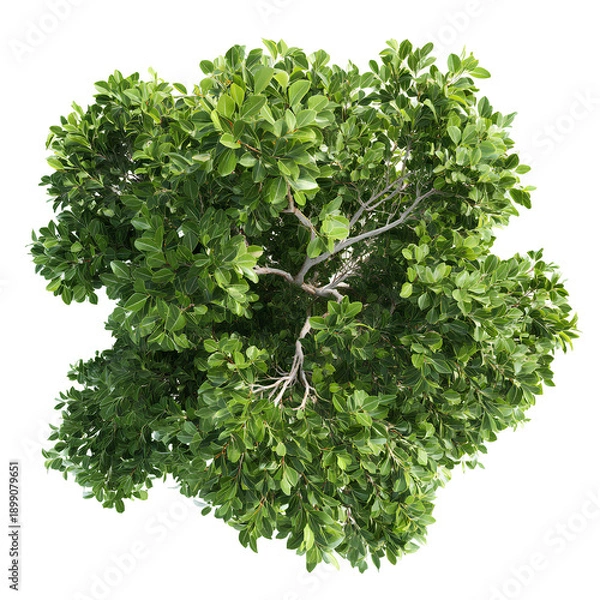 Obraz Cypress Oak Tree