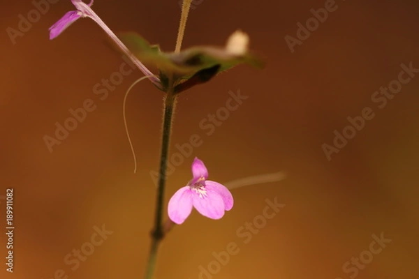 Obraz Purple flowers isolated
