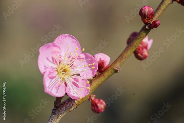 Obraz 大阪城公園の紅梅