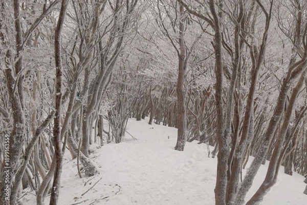 Obraz 三峰山の霧氷