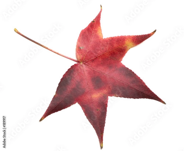 Obraz japanese maple leaf