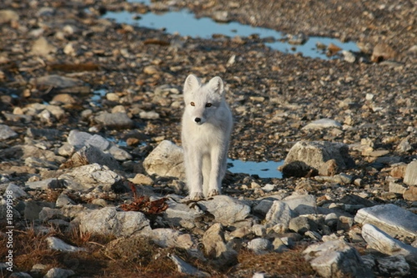 Obraz Молодой песец осенью