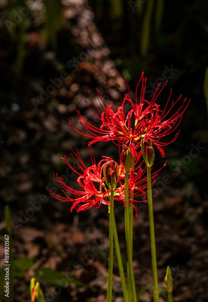 Fototapeta 彼岸花