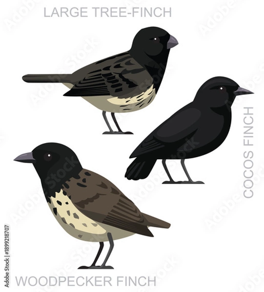 Obraz Bird Tree Finch Set Cute Cartoon Vector