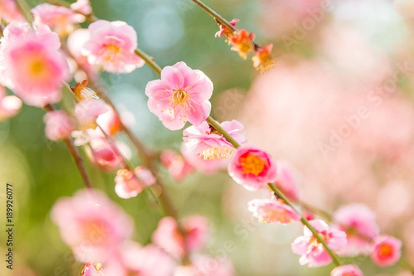 Obraz しだれ梅のクローズアップ