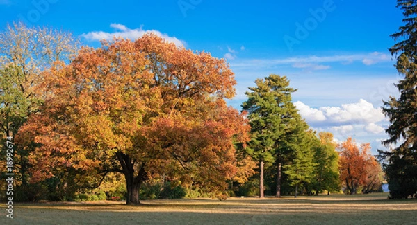 Obraz Picturesque autumn park