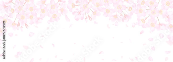 Obraz 白地に繊細な桜の花のベクターイラスト