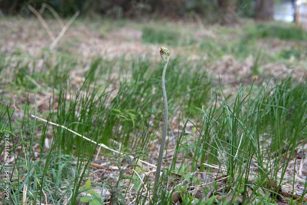 Obraz 山菜：草地に出てきたワラビ（Pteridium aquilinum subsp. japonicum）／日本・4月