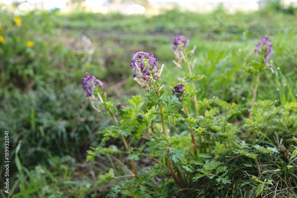 Obraz 野草：草地で咲いたムラサキケマン（Corydalis incisa）／日本・春