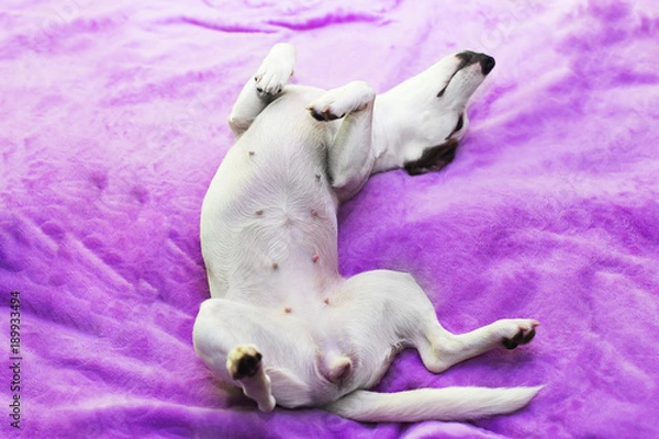 Fototapeta pies leży na brzuchu i odpoczywa