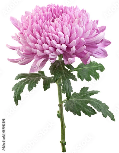 Obraz Purple chrysanthemum flower head