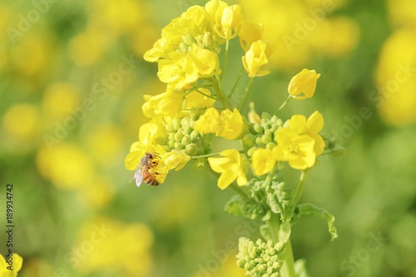 Obraz 菜の花と蜜蜂