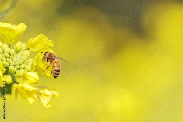 Obraz 菜の花と蜜蜂