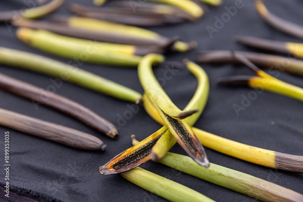 Obraz Split Vanilla Pods Showing Defect During Processing