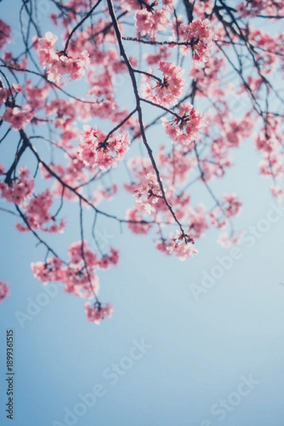 Obraz ピンクの河津桜