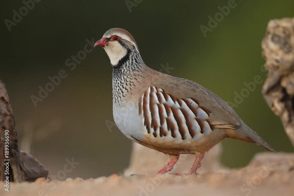 Obraz Red legged partridge