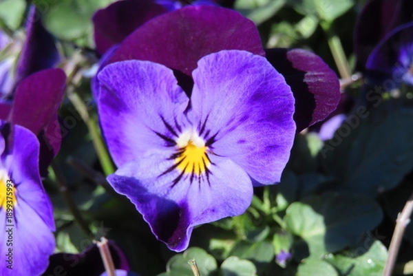 Obraz バイオレットのパンジー