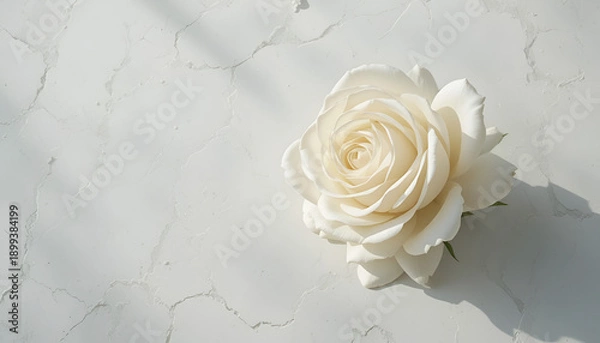Obraz white rose on grunge background