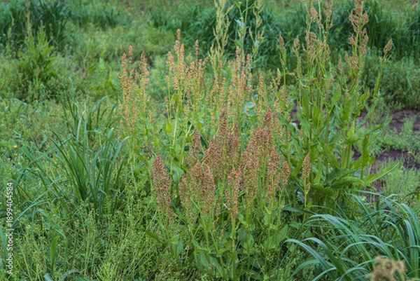 Obraz スイバ（Rumex acetosa L.）：赤みを帯びた花と実【野草・薬草】日本埼玉県・4月