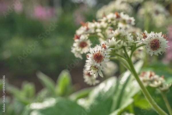 Obraz タンチョウソウ（Mukdenia rossii）別名イワヤツデをクローズアップ／日本埼玉県・4月