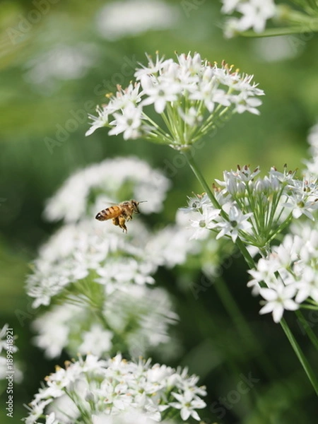 Obraz 花粉を集めるハチ