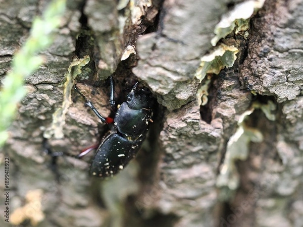 Obraz クワガタ　メス