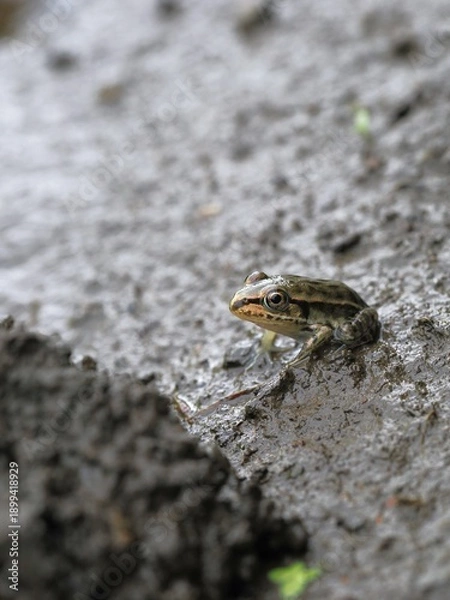 Obraz 小さなカエル