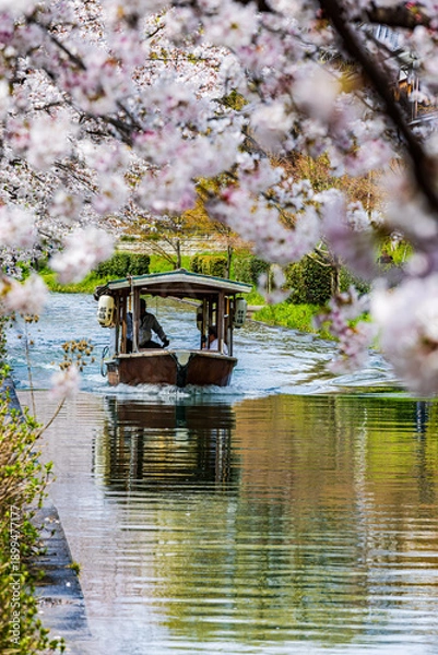Obraz 伏見十石舟 桜のある風景