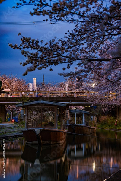 Obraz 伏見十石舟 桜のある風景